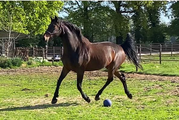 8-jarige merrie recreatie/coaching/weidemaatje, Merrie, Met stamboom, 170 tot 175 cm, L