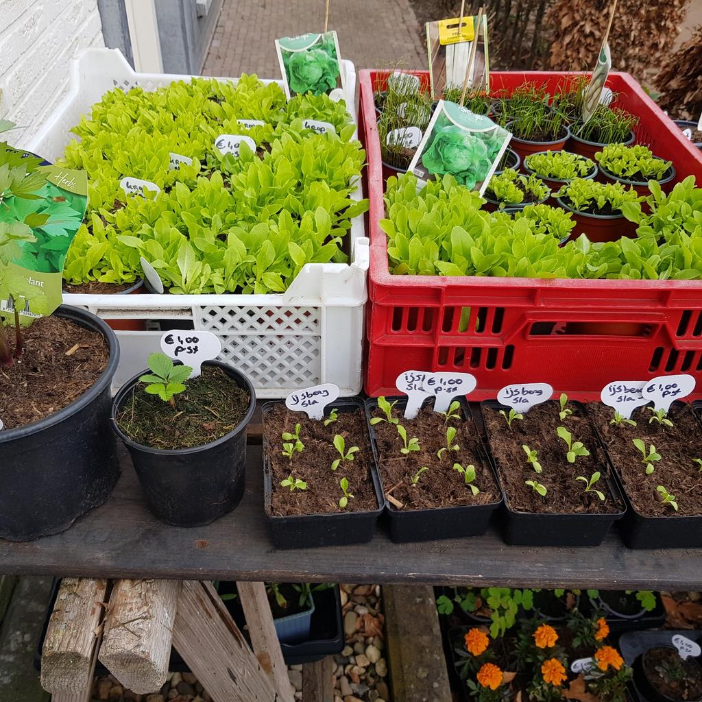 Kraampje in de voortuin met moestuin planten, Tuin en Terras, Planten | Tuinplanten, Ophalen, Volle zon, Groenteplanten, Eenjarig