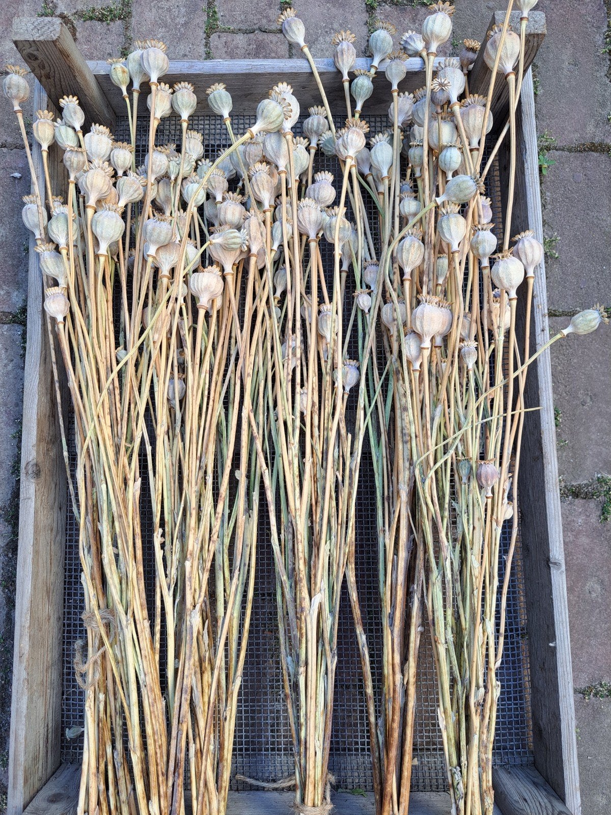 droogbloemen, papaver, droogboeket, naturel kleur., Huis en Inrichting, Woonaccessoires | Droogbloemen, Ophalen of Verzenden, Nieuw
