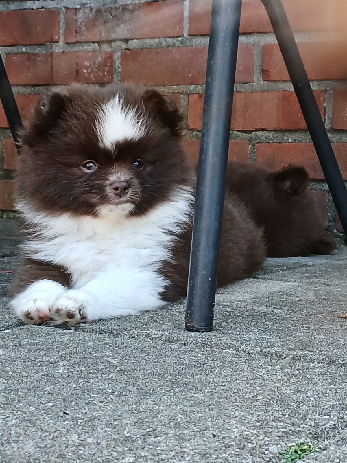 Prachtige Pomchi teefjes, 8 tot 15 weken, Teef, Meerdere, Nederland