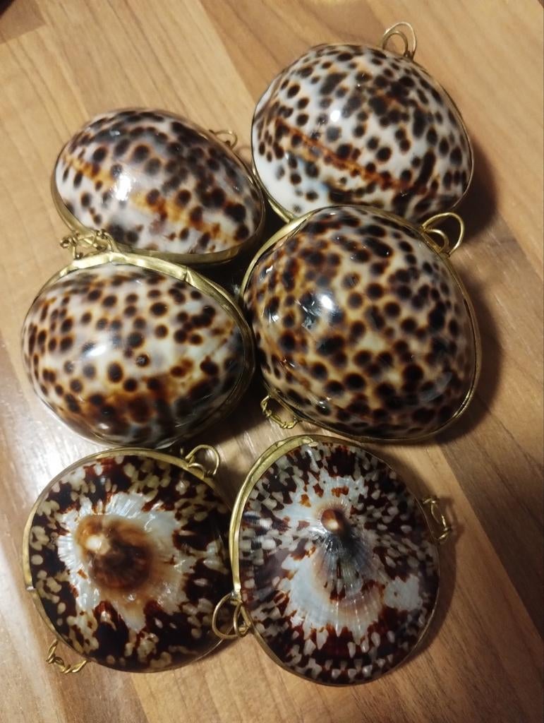 Vintage opihi limpit en tijger cowrie schelp sieradentrinket, Ophalen of Verzenden