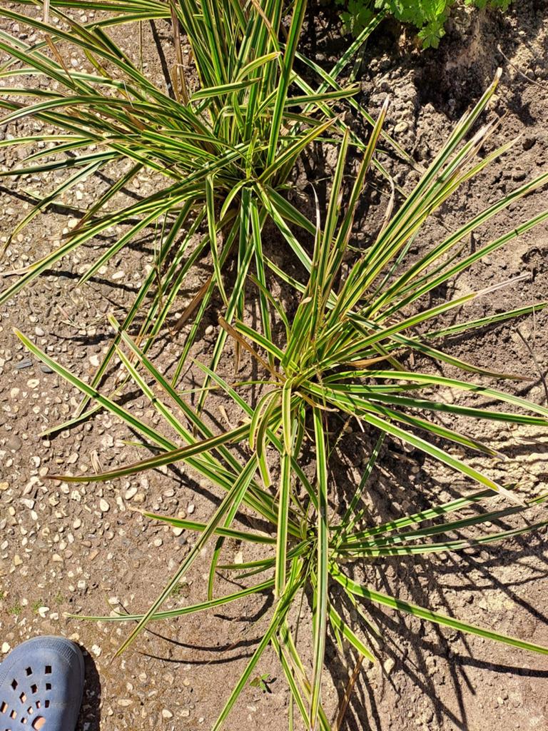 Carex Oshimensis 'Evergold' - Japanse Zegge, Ophalen, Vaste plant, Siergrassen, Halfschaduw