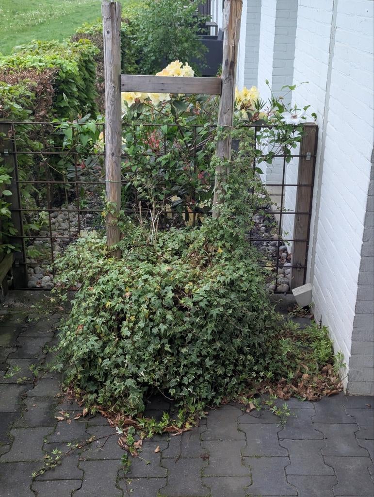 Grote houten plantenbak met klimpalen en klimop, Ophalen, Gebruikt, Balkon, 60 cm of meer