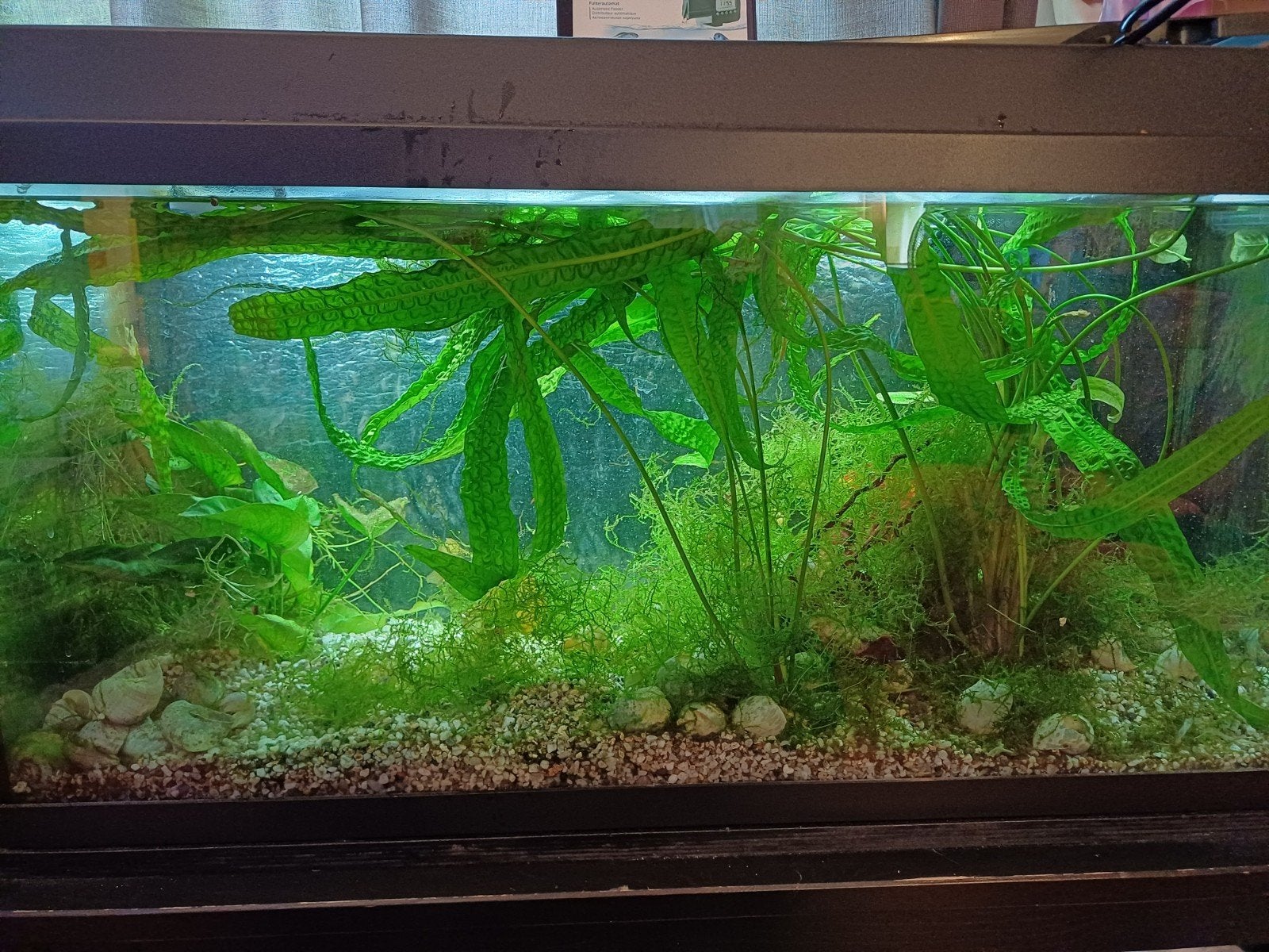 aqurium met planten, Ophalen, Gebruikt