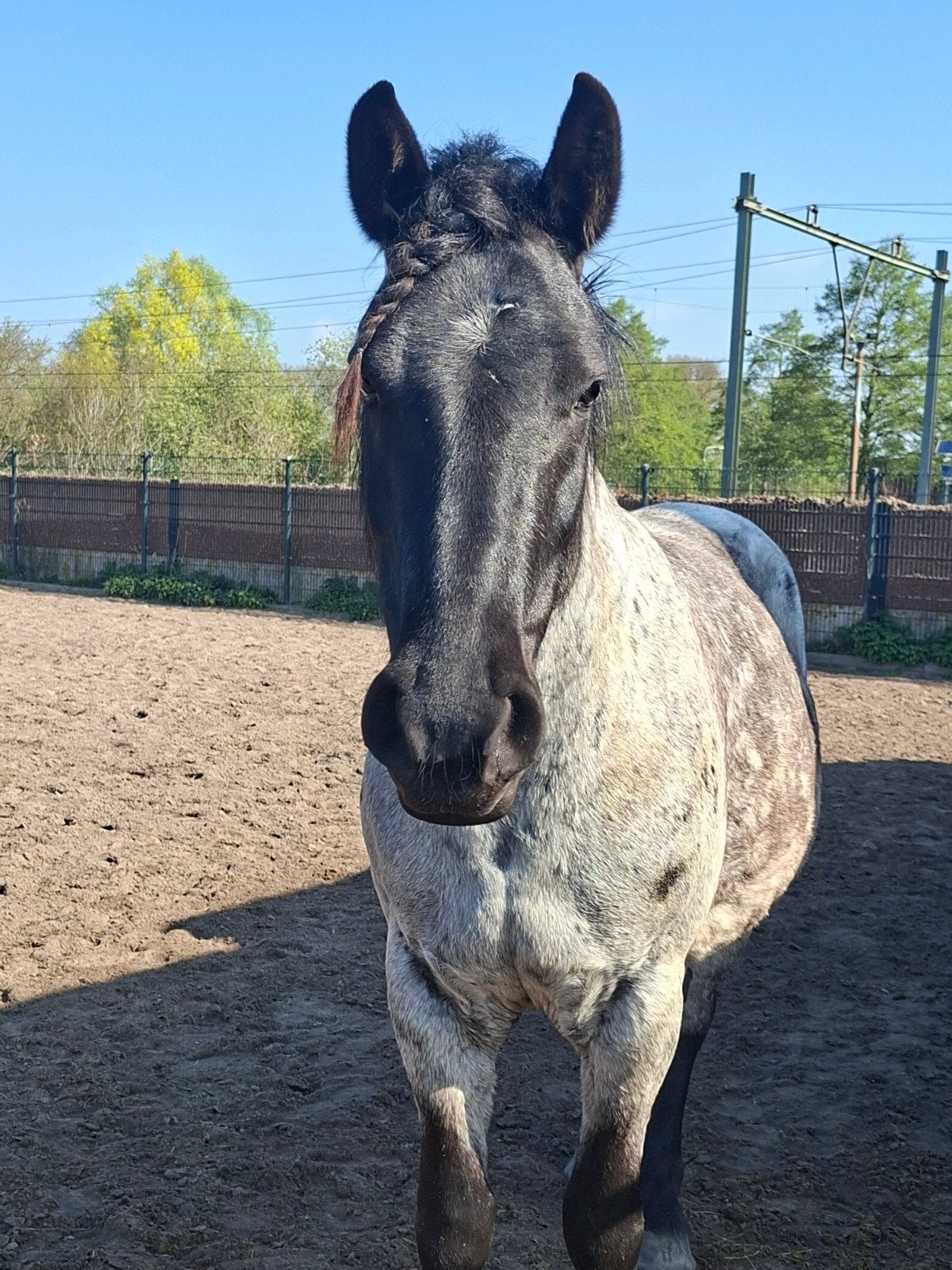 6 jarige moorkop merrie, Dieren en Toebehoren, Paarden, Merrie, Minder dan 160 cm, Zadelmak, 3 tot 6 jaar