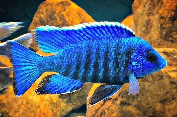 Aulonocara Nyasea Malawi Exclusief!!!, Dieren en Toebehoren, Vissen | Aquariumvissen, Vis