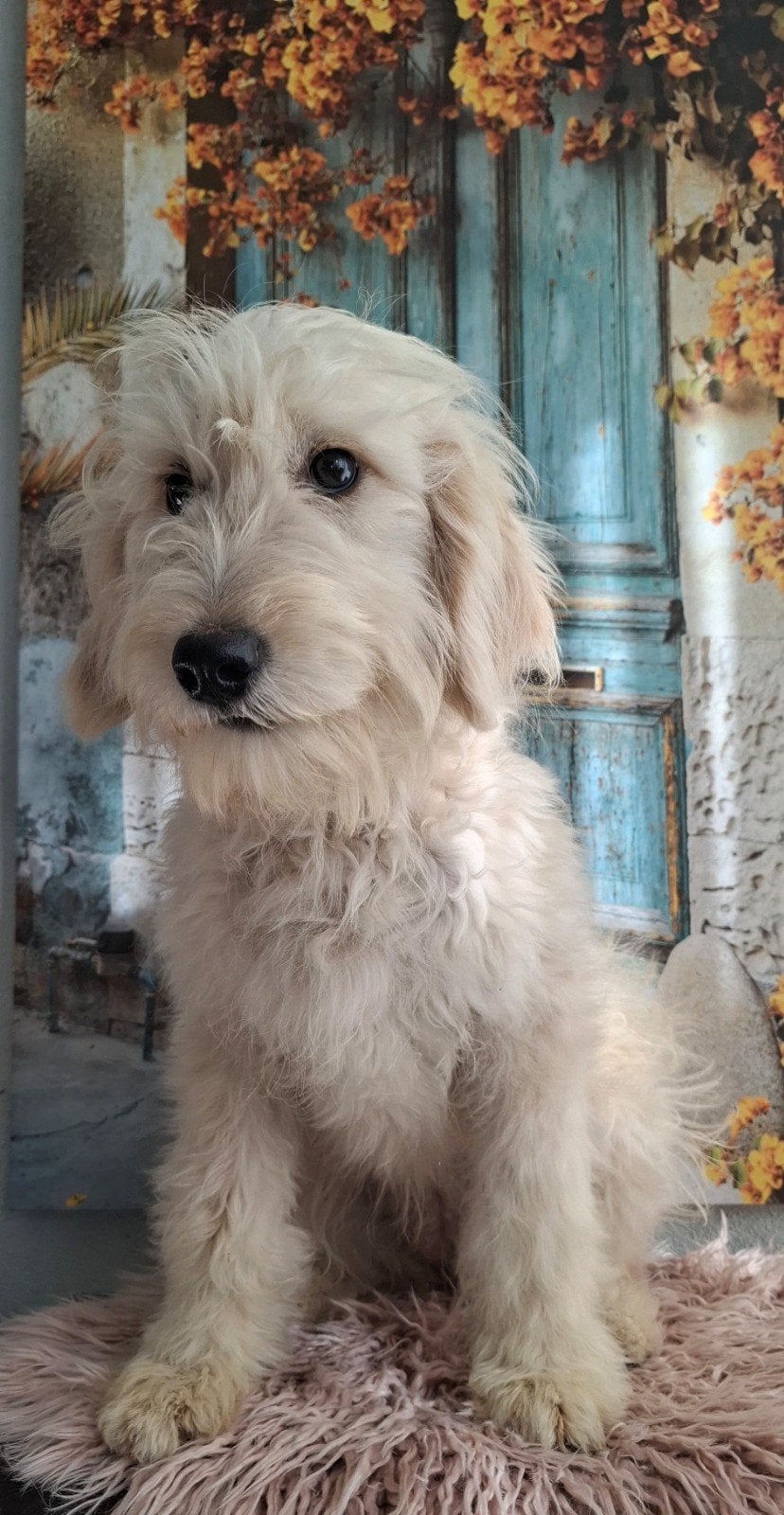 nog 2 golden doodle pupjes uit gezond geteste ouders, 15 weken tot 1 jaar, Overige rassen, CDV (hondenziekte), Teef