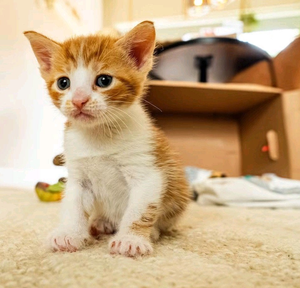 kittens rood wit (kater), Kater, Kortharig, 0 tot 2 jaar