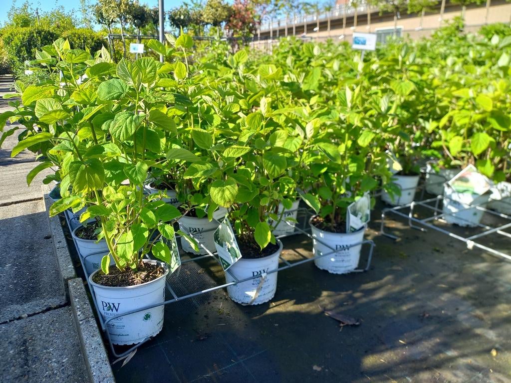 Strong Annabelle 3 literpot voor €10,95 15 literpot €19,95, Ophalen, Overige soorten, Minder dan 100 cm