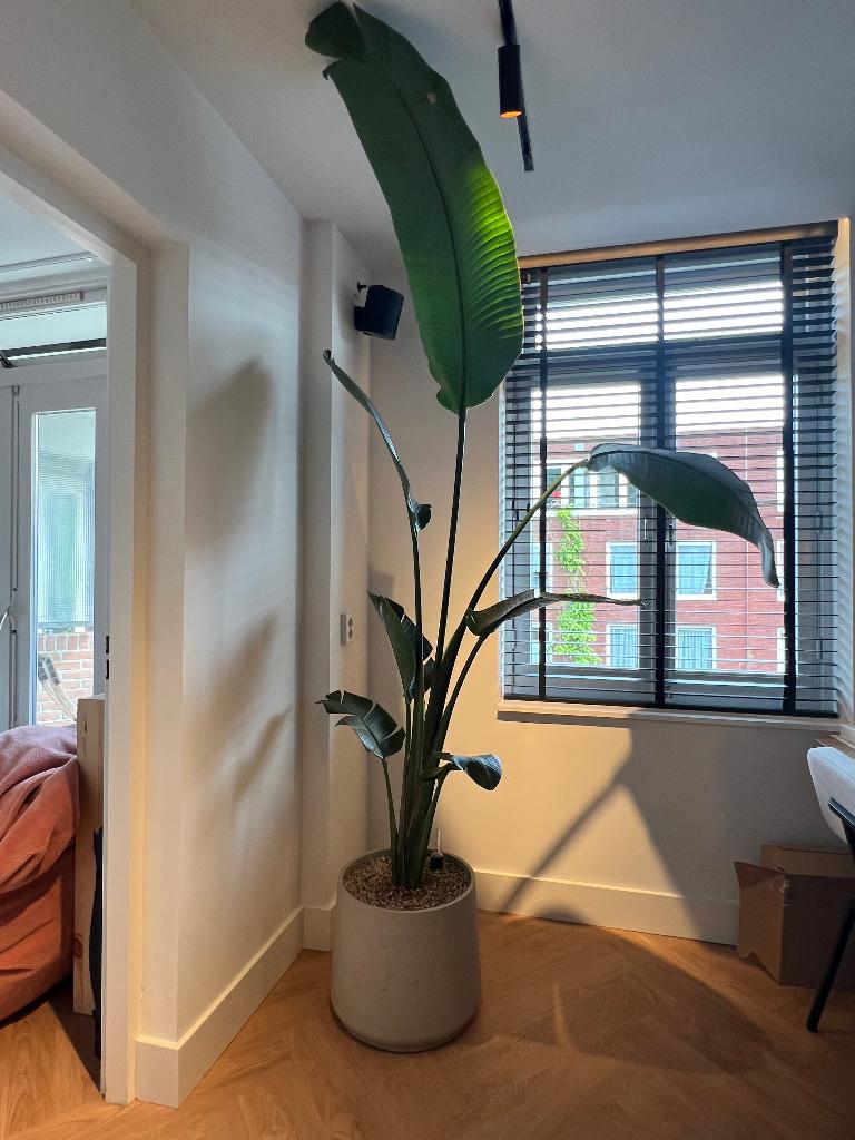 Grote Strelitzia Augusta inclusief luxe pot – 230 cm, Ophalen, 200 cm of meer, Overige soorten, Halfschaduw