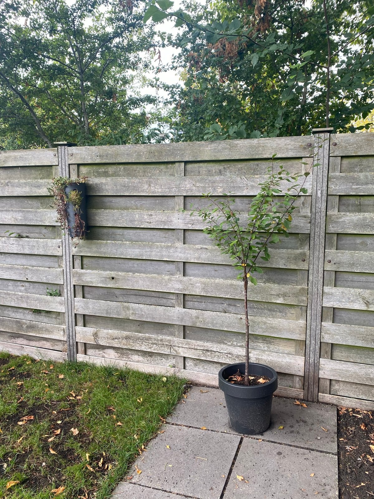 Schuttingdelen 180x180 geïmpregneerd grenen, Tuin en Terras, Ophalen, 6 meter of meer, Hout, 1 tot 2 meter