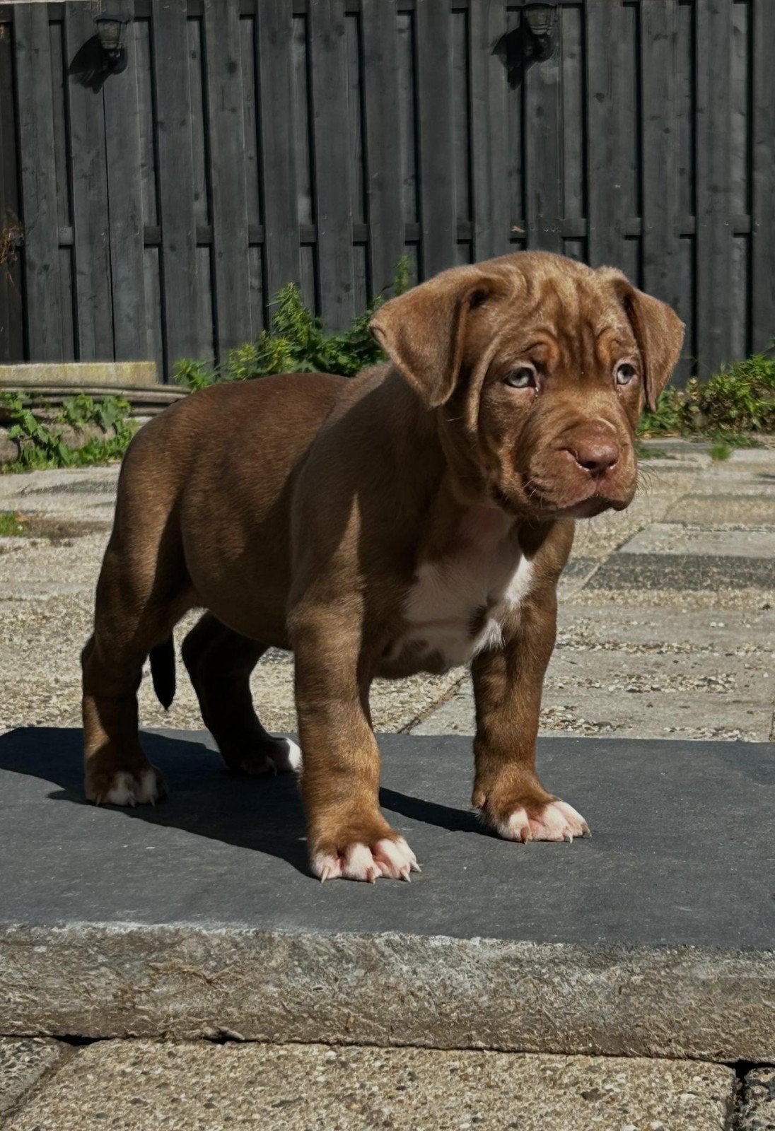 Bully xl pups tri color, Parvo, Overige rassen, 8 tot 15 weken, Meerdere