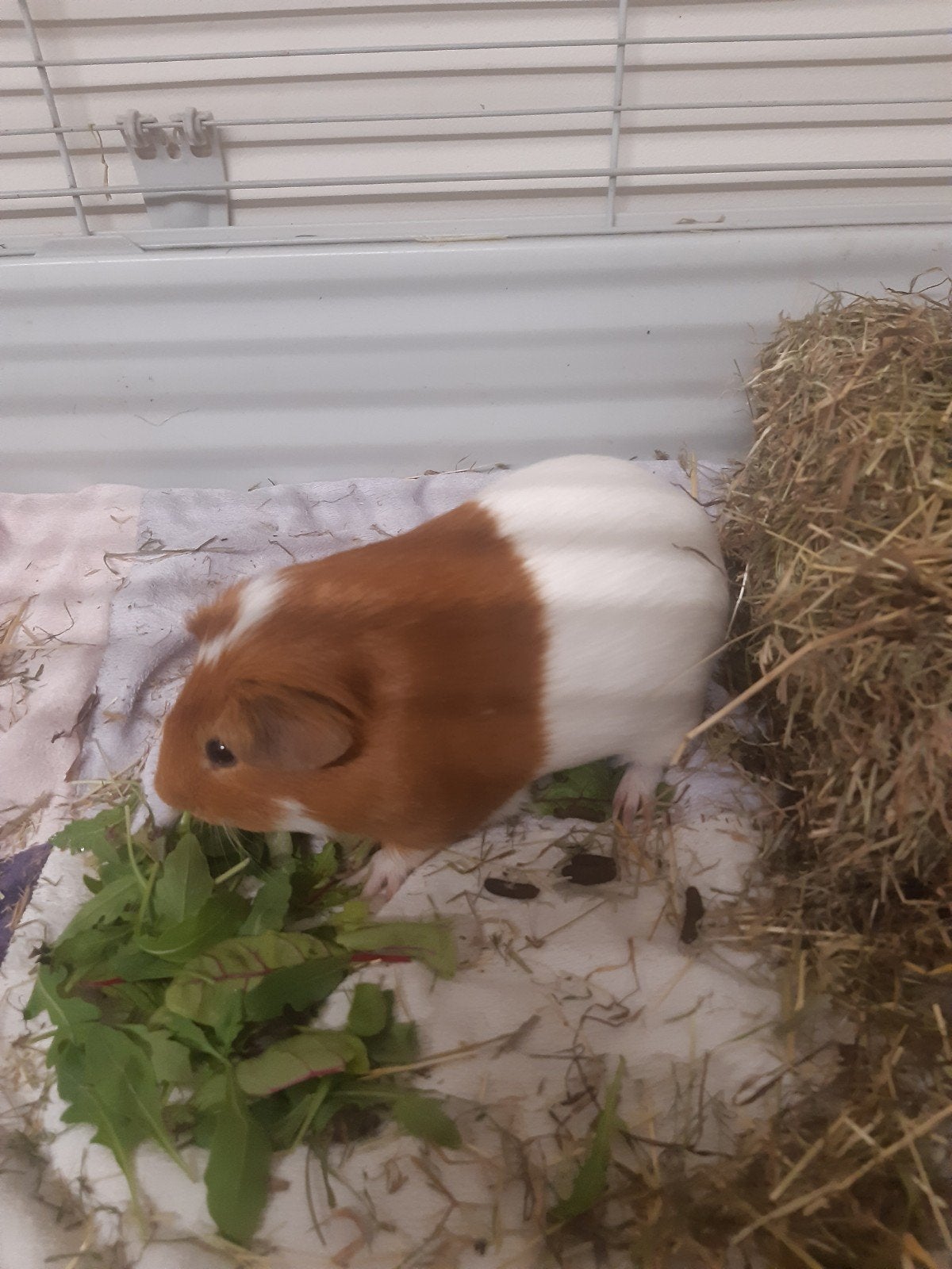 cavia mannetje, Dieren en Toebehoren, Knaagdieren, Maart, Mannelijk, Cavia