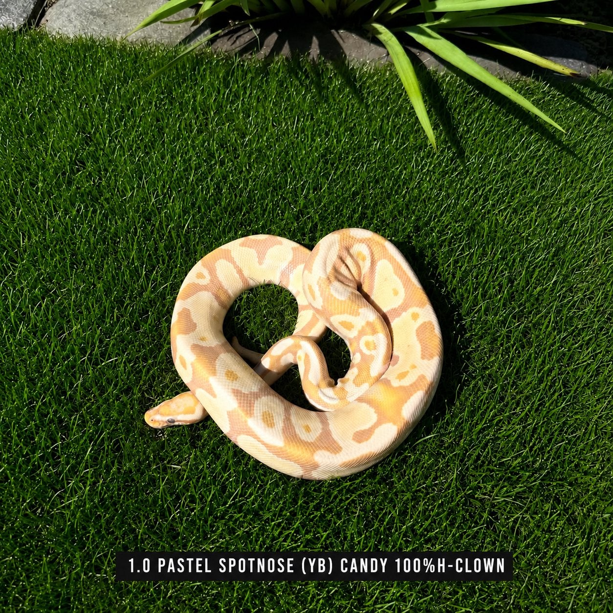 PYTHON REGIUS - CANDY Ball Python - male for sale from Shaquille (2200 België)