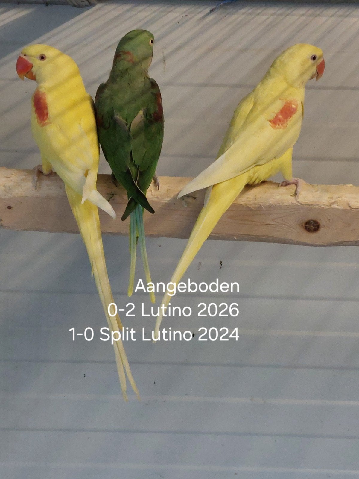 3  Lutino Alexander Parkieten 2024 en 2026, Vrouwelijk, Parkiet, Geringd
