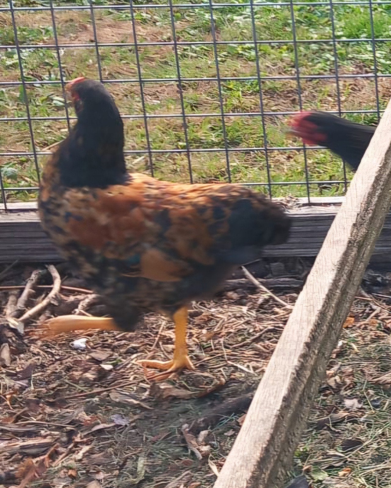Wyandotte haan 4 stuks, Dieren en Toebehoren, Pluimvee, Mannelijk, Kip