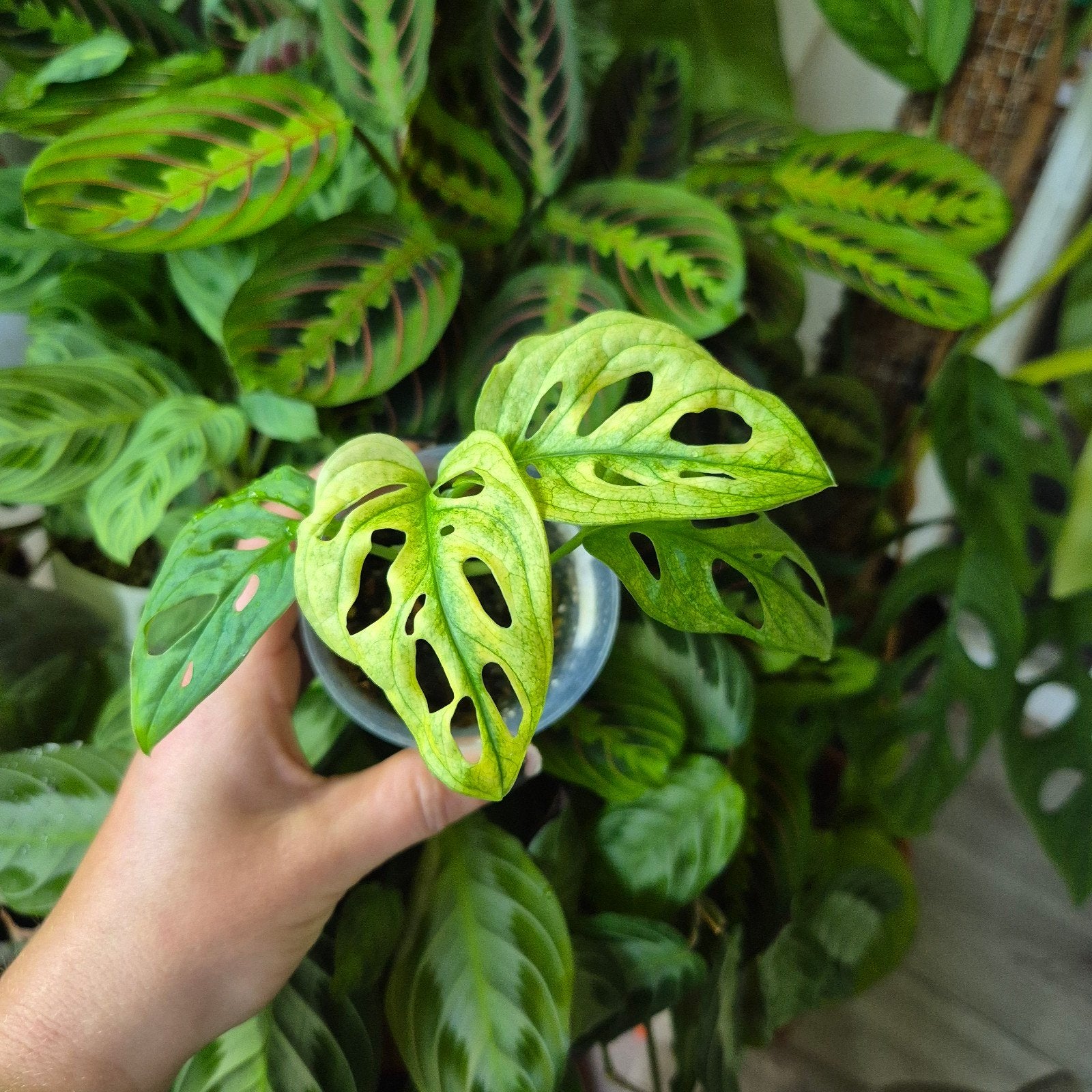 monstera adansonii albo variegata, Ophalen of Verzenden, Halfschaduw, Minder dan 100 cm
