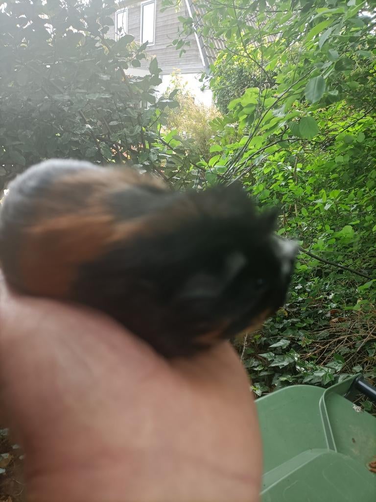 Jong cavia zeugje, Maart, Vrouwelijk, Cavia