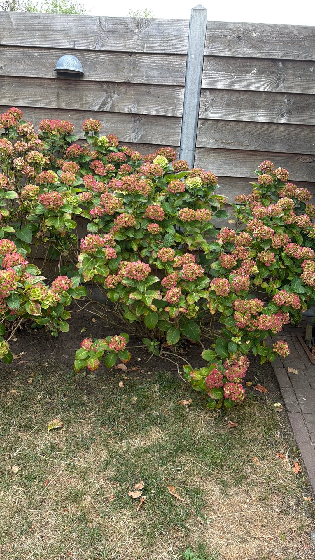 Hortensia, Tuin en Terras, Ophalen, Hortensia, Struik, 100 tot 250 cm