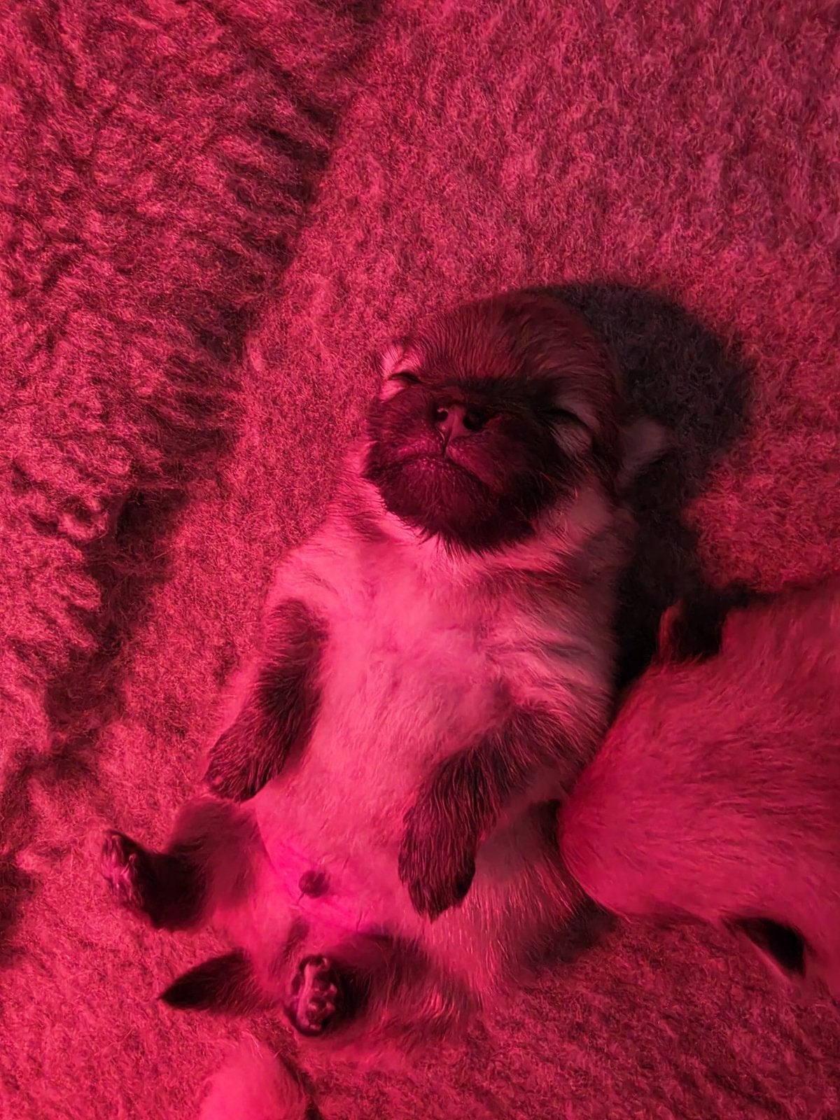Prachtige pommeriaan pups, Dieren en Toebehoren, Keeshond, 8 tot 15 weken, Teef, Parvo