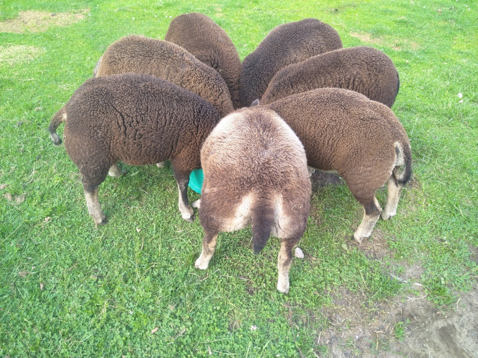Dassenkop en blauwe Texelaar ooien en rammen, Dieren en Toebehoren, Vrouwelijk, Schaap