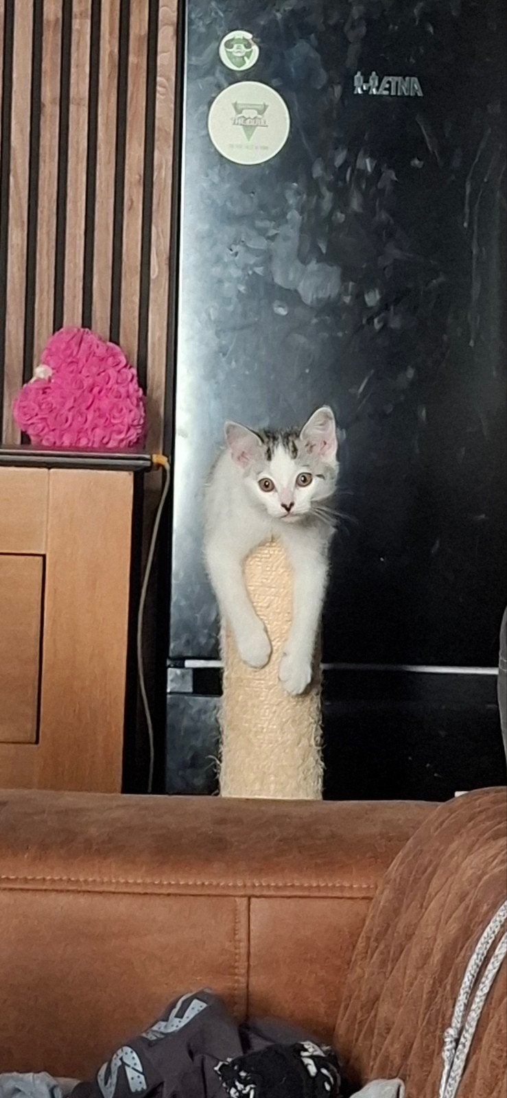Kittens Te Koop, Dieren en Toebehoren, Katten en Kittens | Overige Katten, Meerdere dieren, Kortharig, 0 tot 2 jaar