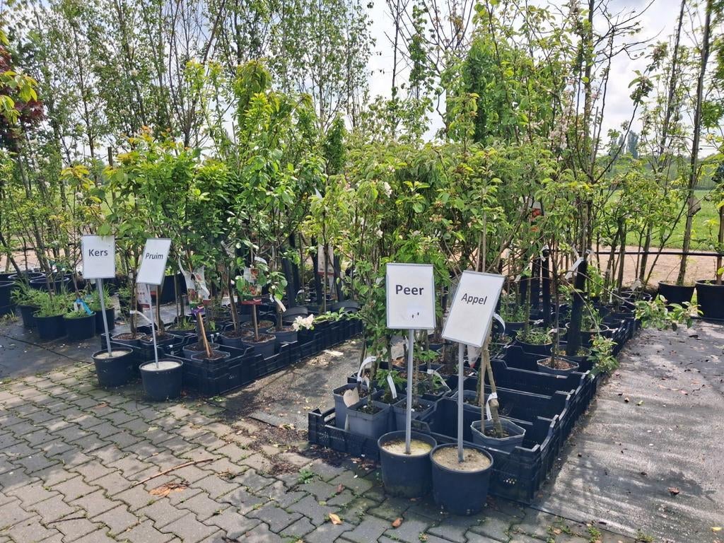 Laag- en halfstam fruitbomen: Appel, Peer, Kers, Pruim, Tuin en Terras, Planten | Fruitbomen, Lente, Volle zon, In pot, Ophalen of Verzenden