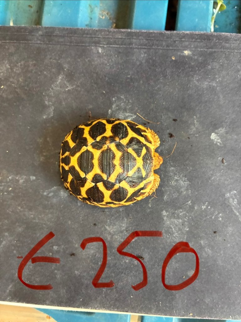 Sterschildpad, Dieren en Toebehoren, Reptielen en Amfibieën, Schildpad, 0 tot 2 jaar