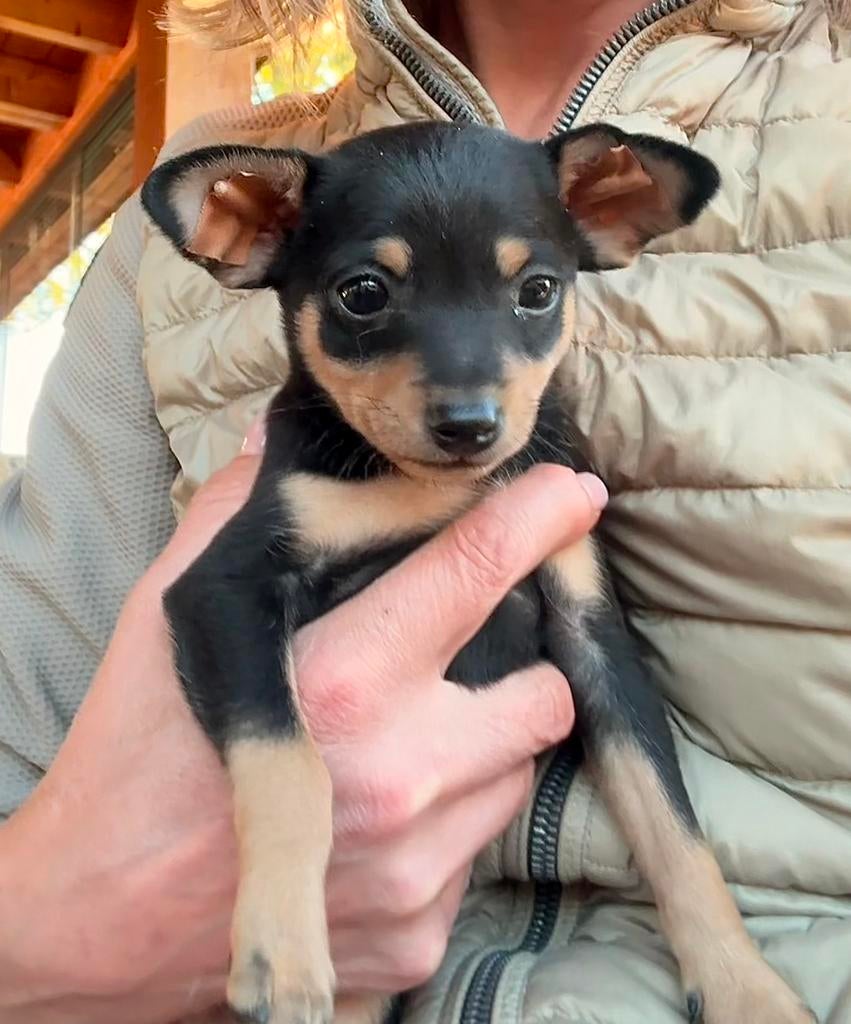 Praagse rattenvangers Praque  Praagse Rattler pup 1 reu nog!, Parvo, Overige rassen, 8 tot 15 weken, Meerdere