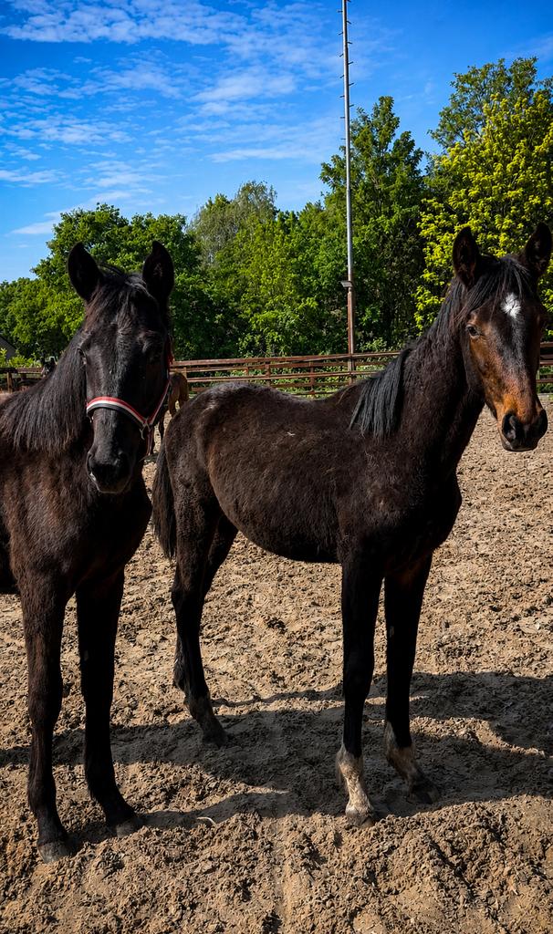 2 jaarlingen te koop van top afstamelingen !!, Met stamboom, Dressuurpaard, 0 tot 2 jaar, Hengst