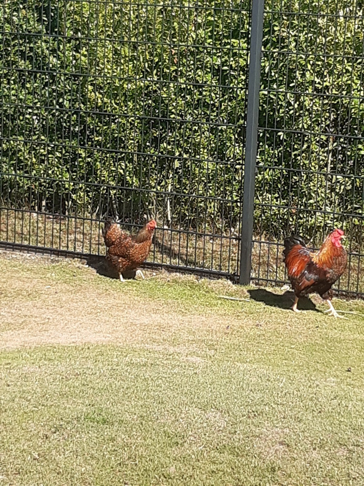 te koop mooie jonge wyandotte kippen, Meerdere dieren, Kip