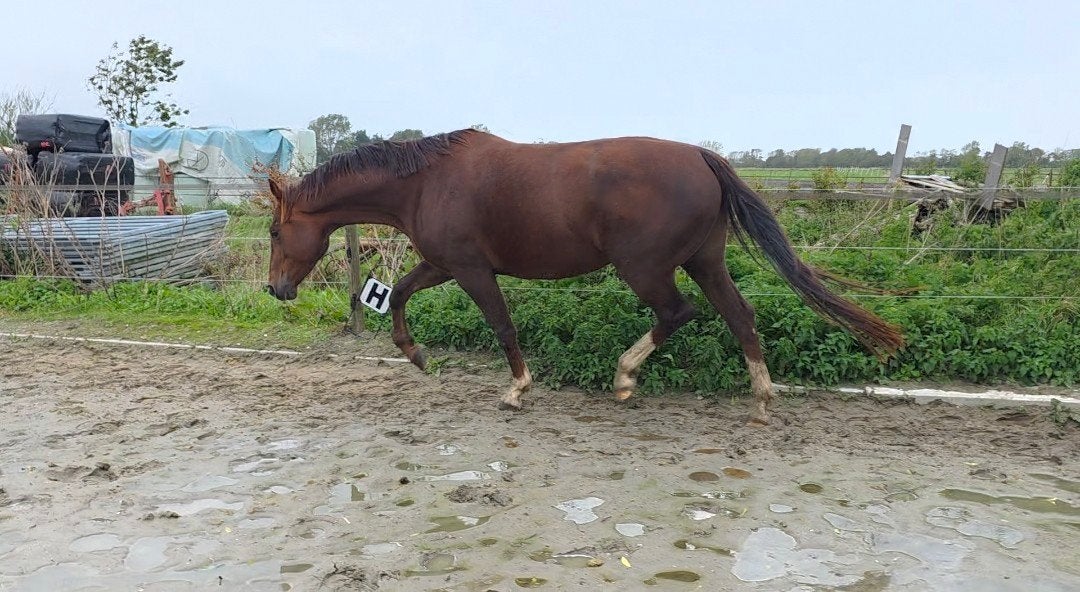 Lieve 5 jarige Gelderse merrie, Merrie, Met stamboom, Zadelmak, 3 tot 6 jaar