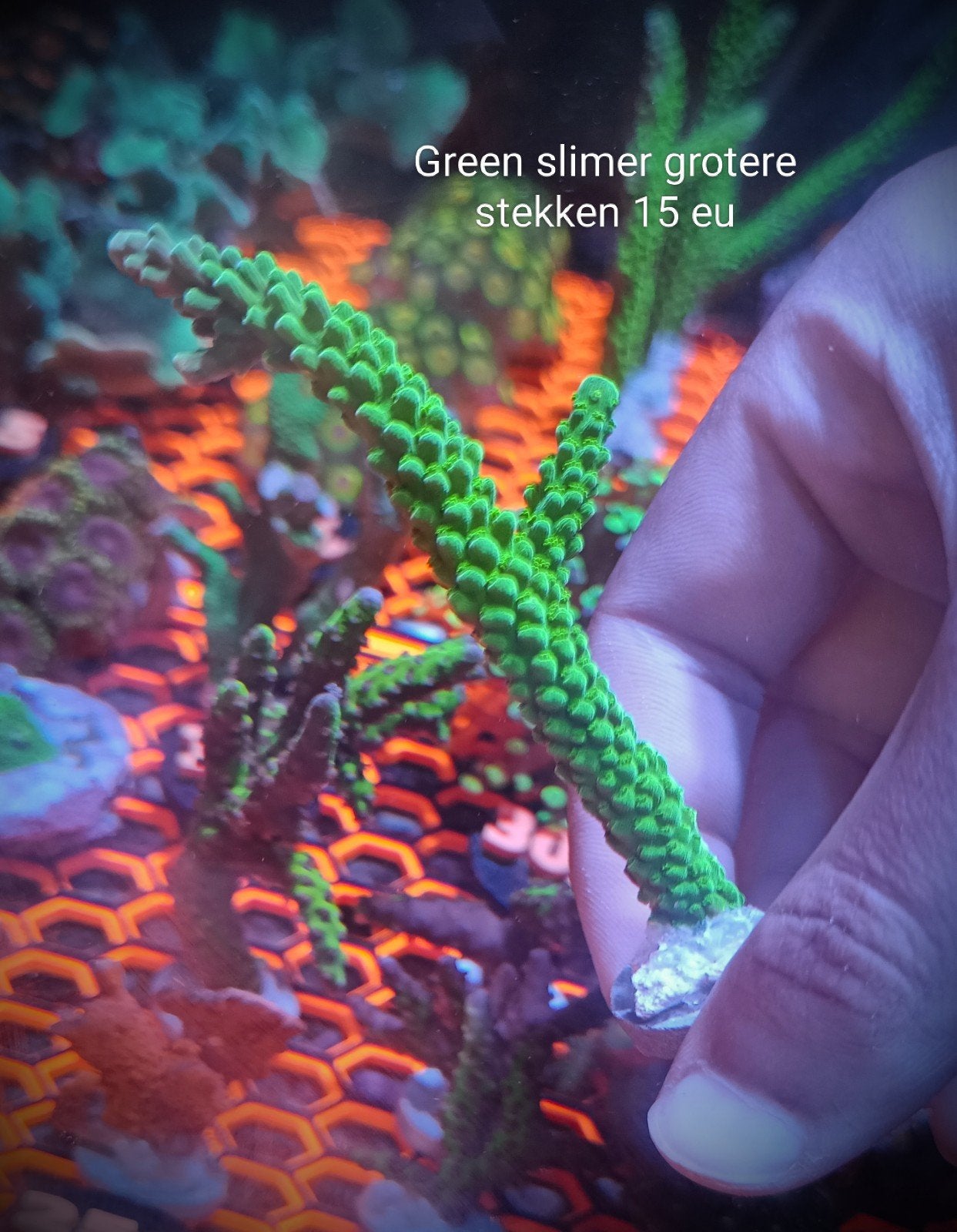 Green slimer acropora grote stekken, Dieren en Toebehoren, Vissen | Aquariumvissen, Zoutwatervis
