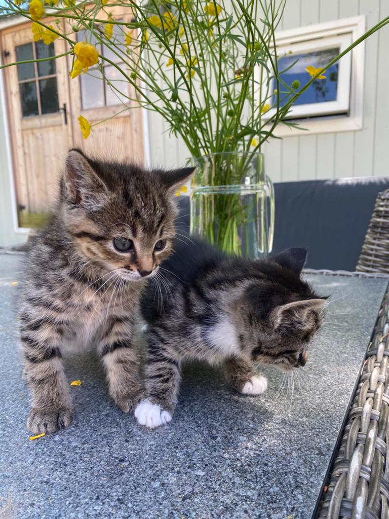 Lieve kittens te koop!, Dieren en Toebehoren, Katten en Kittens | Raskatten | Korthaar, Poes, Ontwormd, 0 tot 2 jaar