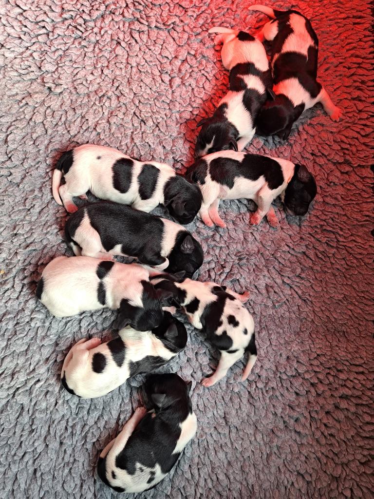 Friese Stabij pup teefje met stamboom, Parvo, Overige rassen, 8 tot 15 weken, Meerdere