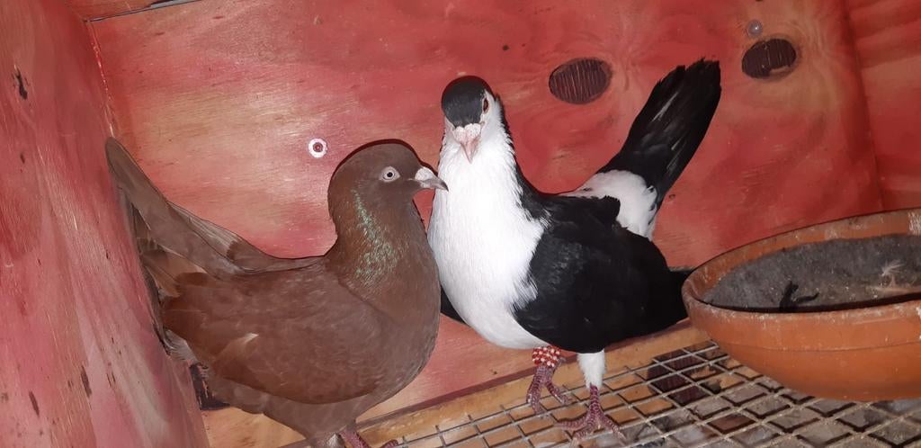 Duiven, Dieren en Toebehoren, Vogels | Duiven, Meerdere dieren, Overige soorten
