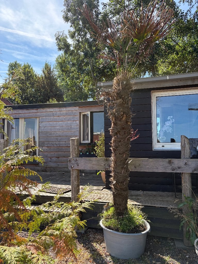 Volwassen palmboom, Tuin en Terras, Planten | Bomen, 100 tot 250 cm, Zomer, Palmboom, Ophalen