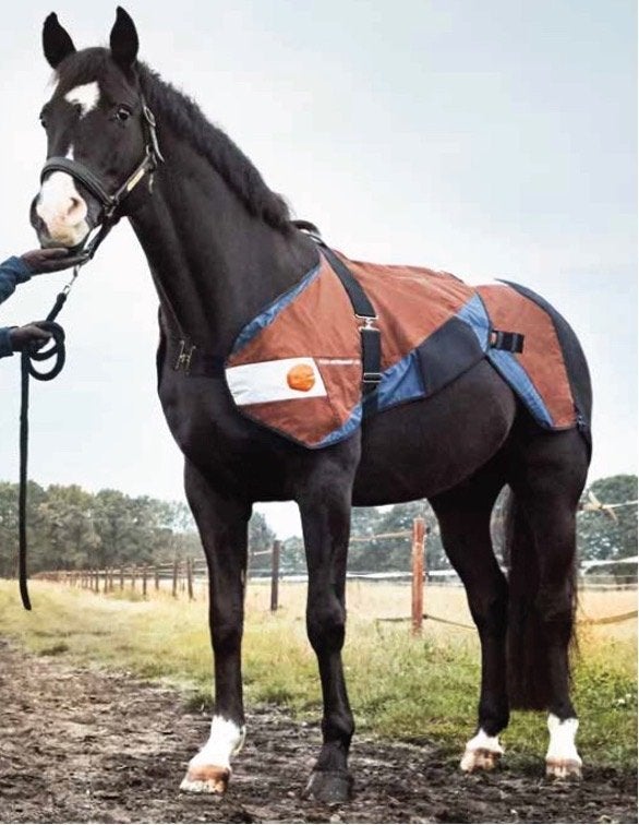 BEMER Horse-Set, Overige merken, Therapeutisch, Beige, 700 g