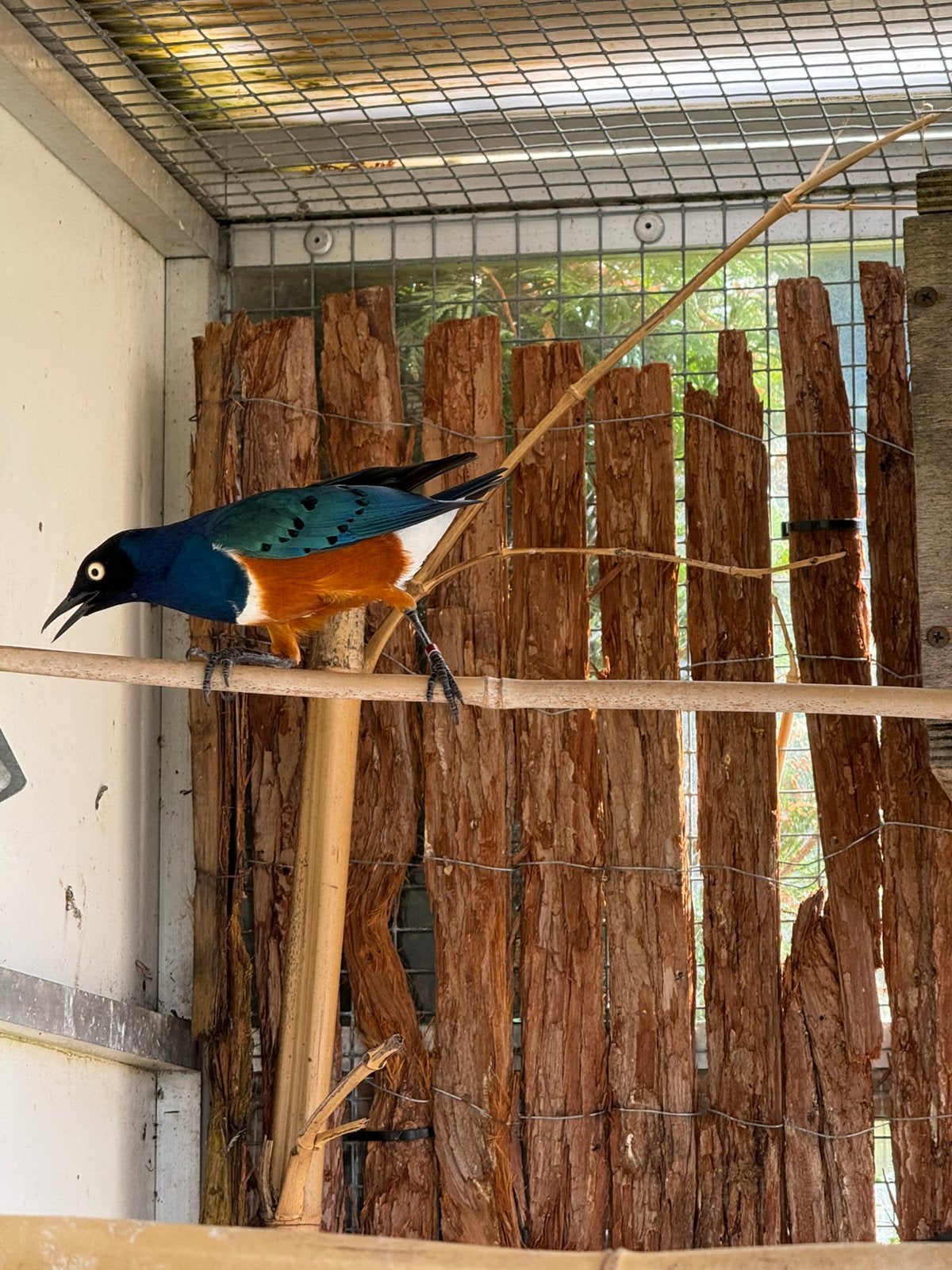 Mooi koppel driekleur glans spreeuwen, Meerdere dieren, Tropenvogel, Geringd