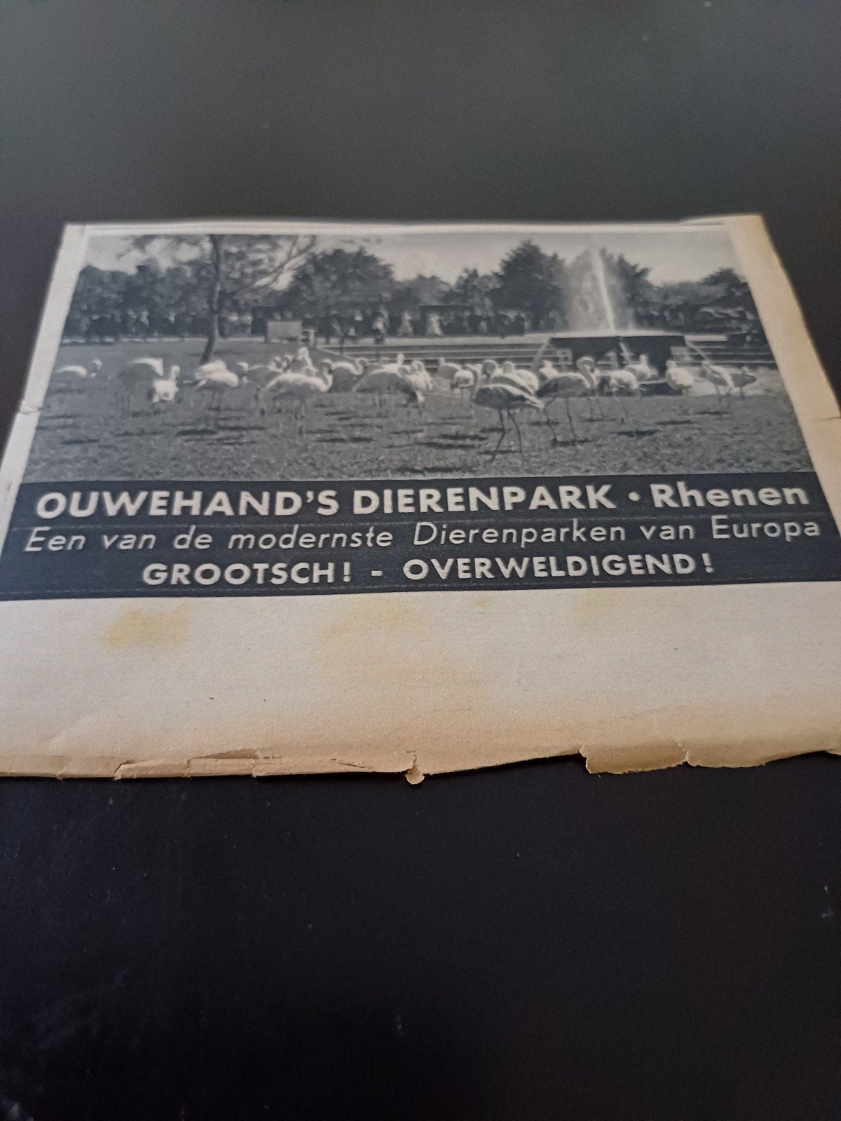 advertentie Ouwehand s dierenpark Rhenen  1939, Ophalen of Verzenden, Zo goed als nieuw, Insect, Beeldje of Figuurtje