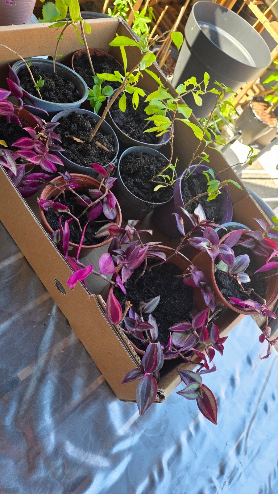 Diverse hangplanten / Tradescantia stekken te koop, Ophalen of Verzenden, Overige soorten, Volle zon