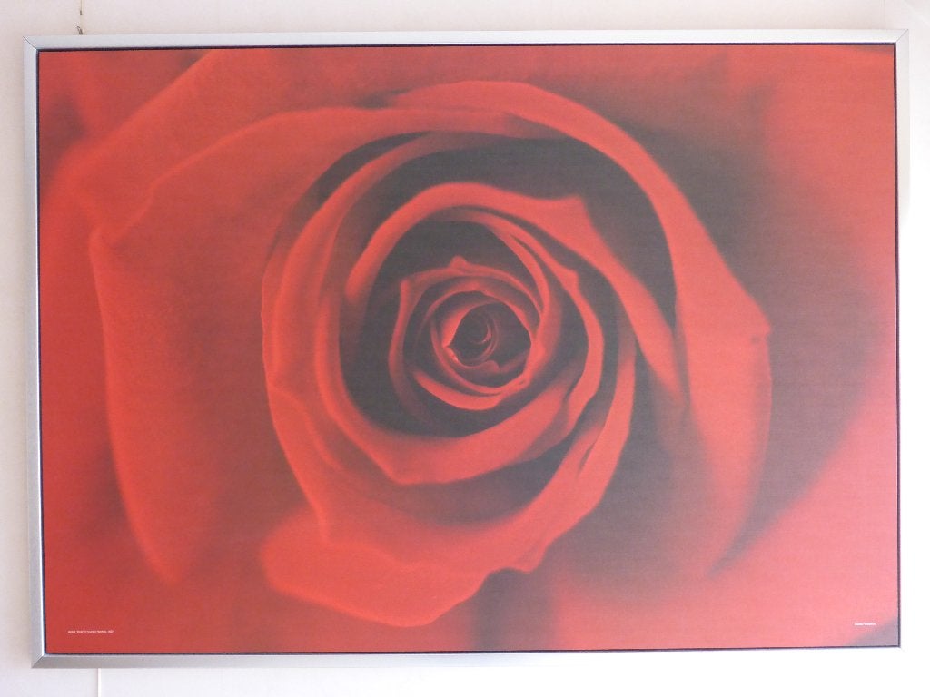Dé Roos, Ophalen, 125 cm of meer, Zo goed als nieuw, Foto of Poster