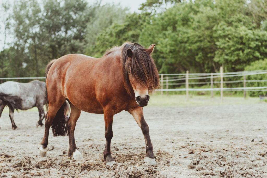 Ruiter bijrijder verzorger gezocht, Ophalen