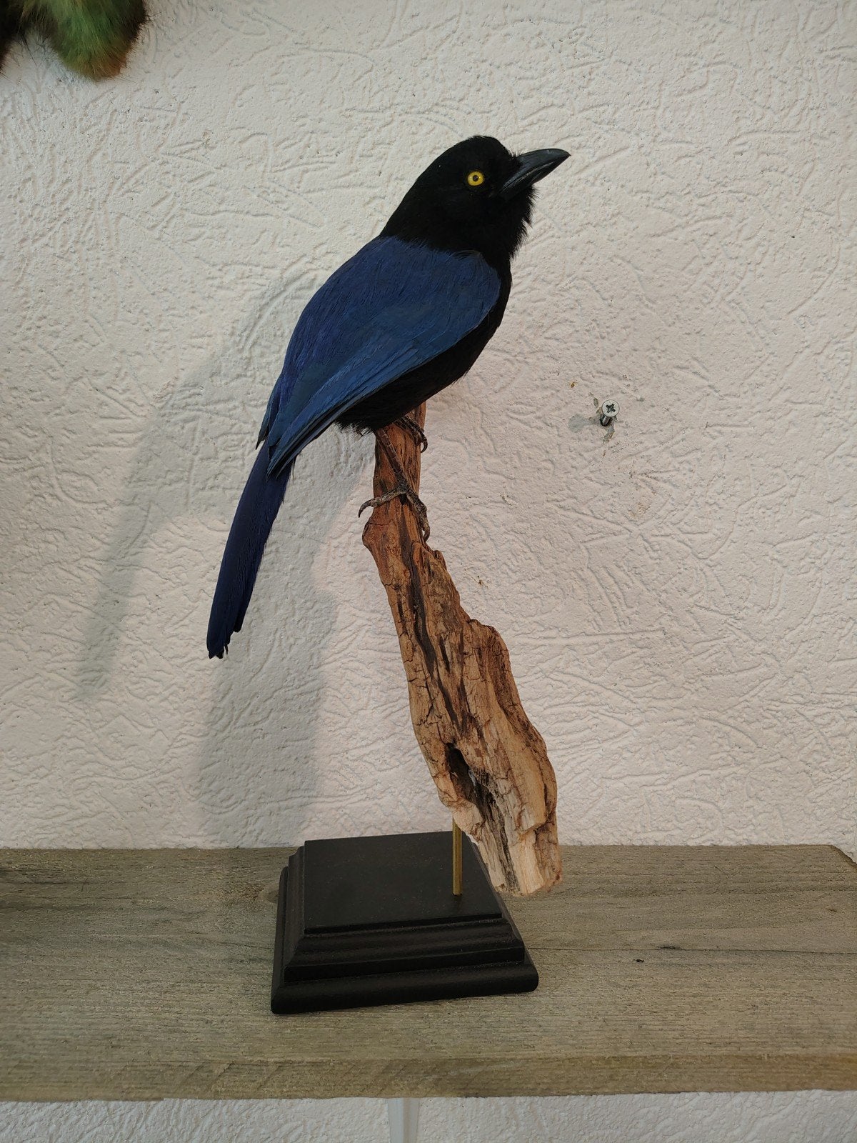 opgezette Sanblas Gaai taxidermie, Verzamelen, Ophalen of Verzenden, Zo goed als nieuw, Vogel, Opgezet dier