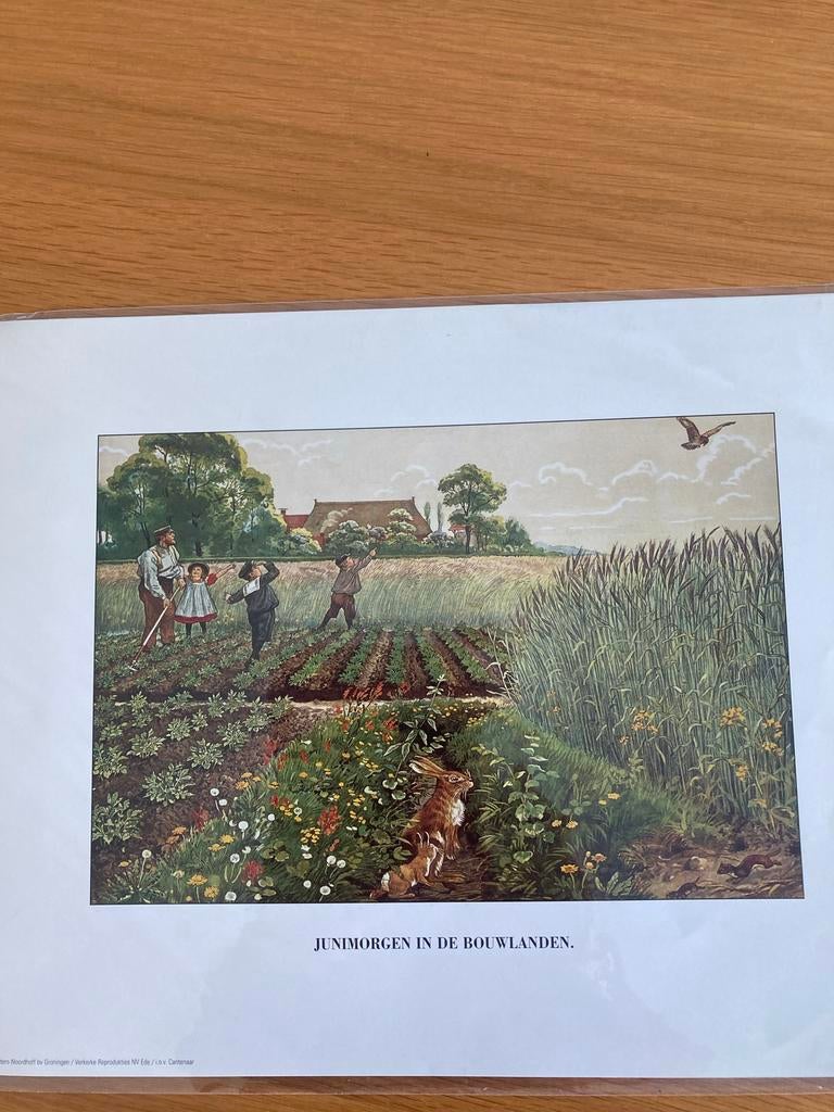 Prent Junimorgen in de Bouwlanden ( Jetses), Verzamelen, Foto's en Prenten, Nieuw, Prent, Natuur, Voor 1940, Ophalen of Verzenden