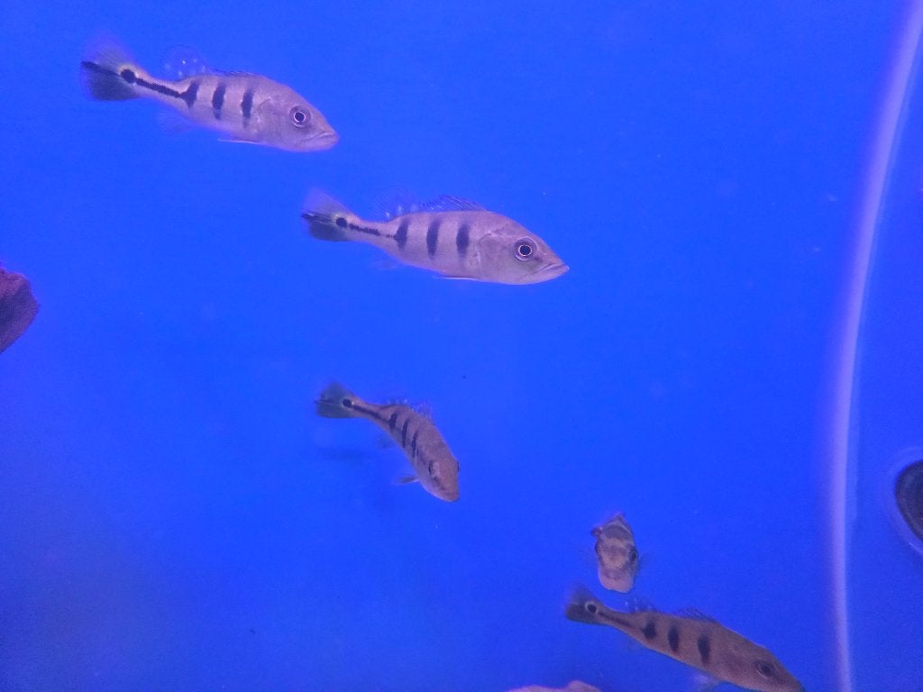 Pauwoogbaars - Cichla kelberi, Vis, Zoetwatervis