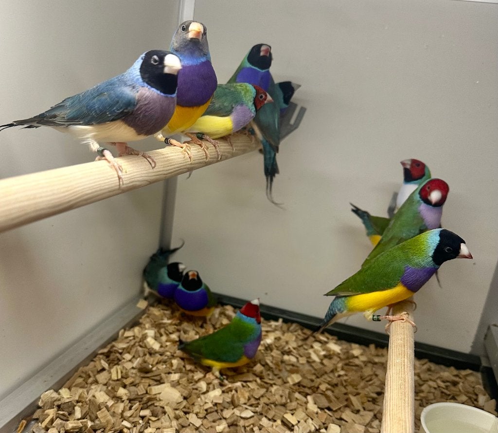 Gouldamadines blauw geel wildkleur, Meerdere dieren