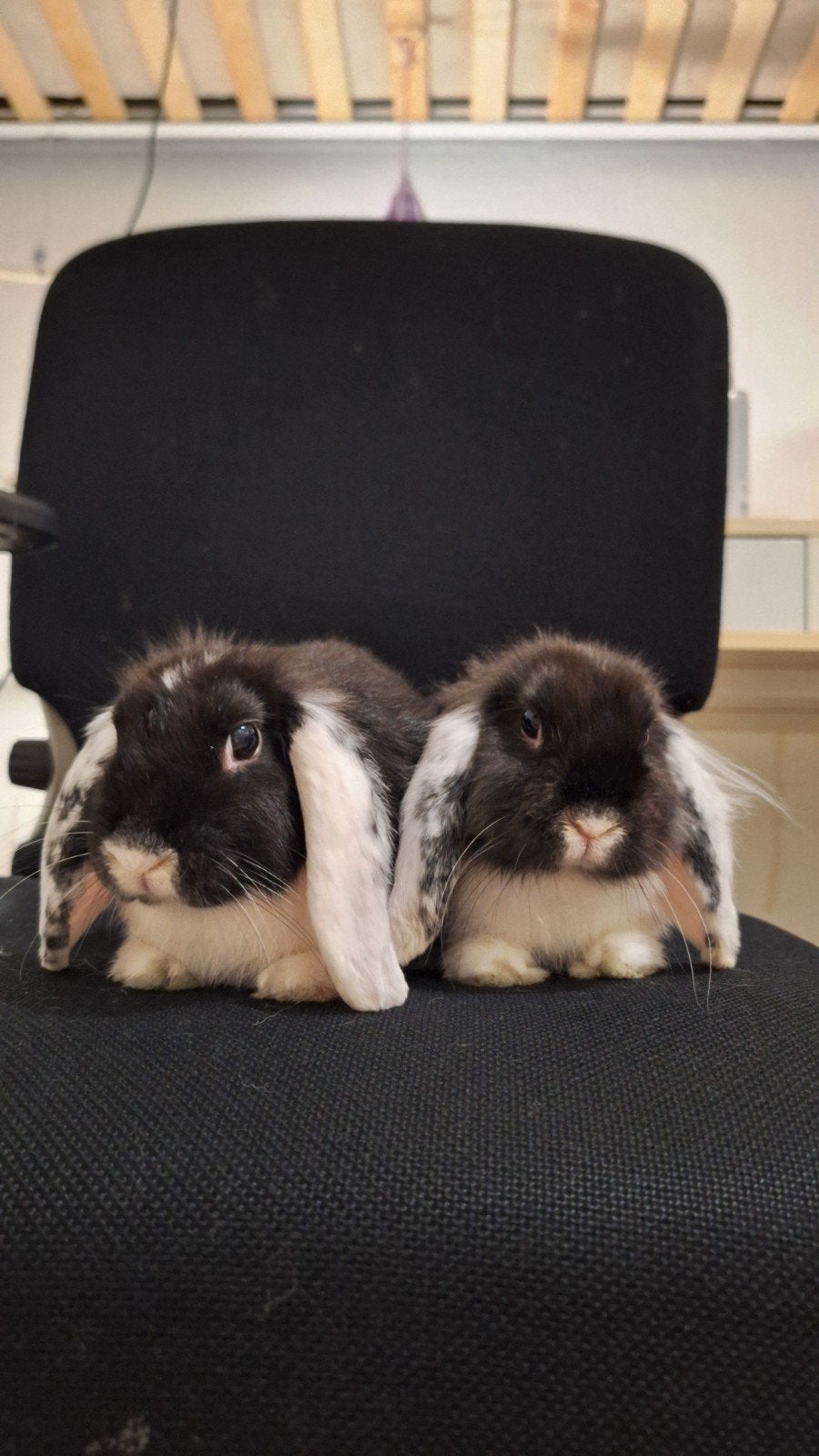 2 schattige konijntjes zoeken een nieuw huis., Dieren en Toebehoren, Vrouwelijk, Middelgroot, Hangoor, 0 tot 2 jaar