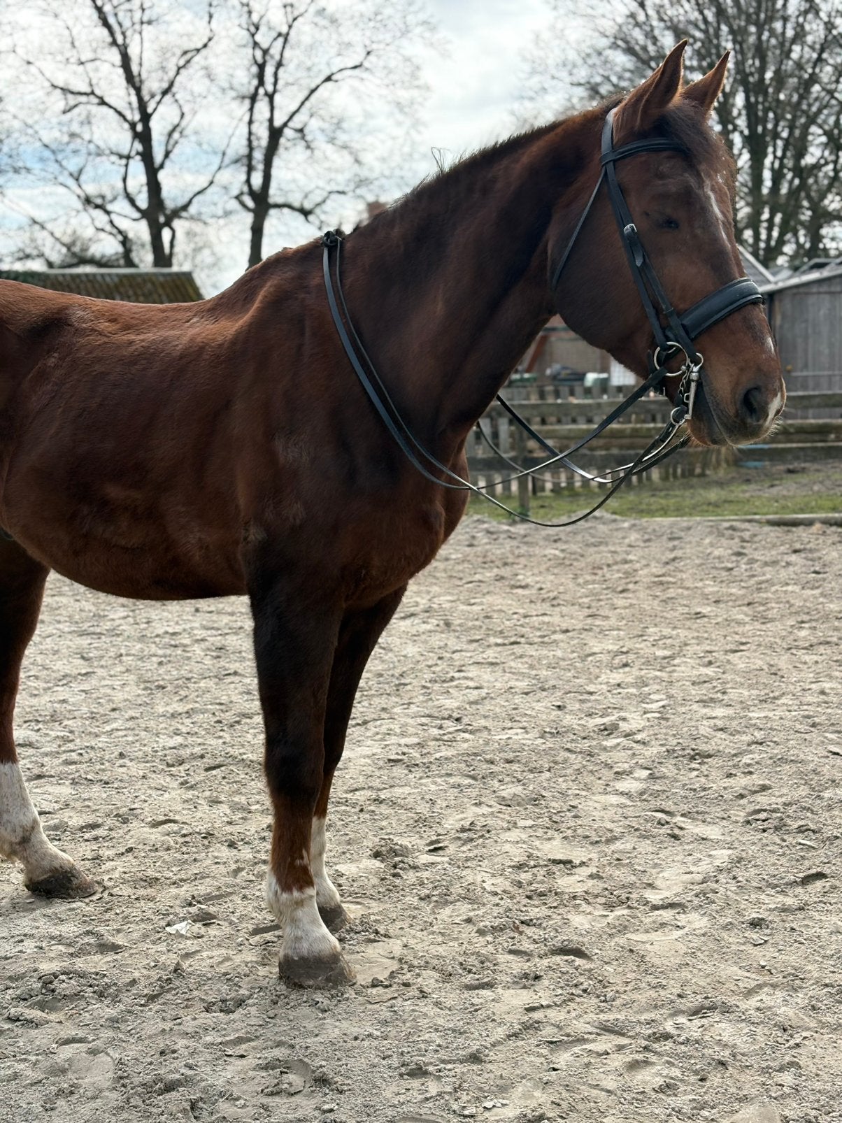 Bijrijder/verzorger gezocht omgeving nieuw  schoonebeek, Dieren en Toebehoren, Paarden en Pony's | Overige Paardenspullen, Ophalen of Verzenden