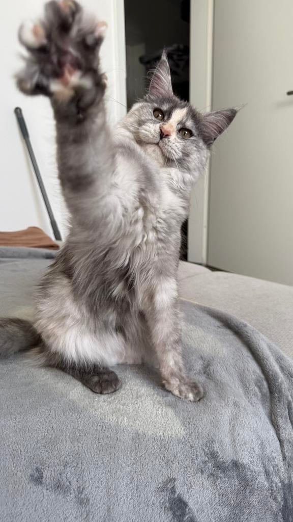 Blue Tortie Smoke Maine Coon poes, Dieren en Toebehoren, Katten en Kittens | Raskatten | Langhaar, Poes, Met stamboom, 0 tot 2 jaar